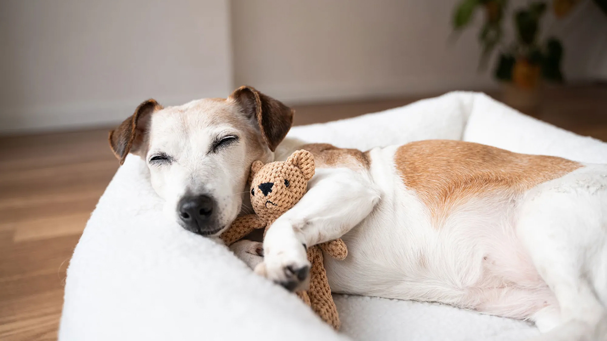 Powered by the Consumer Technology Association (CTA)®